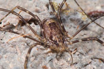 Media type: image; Invertebrate Zoology 129553